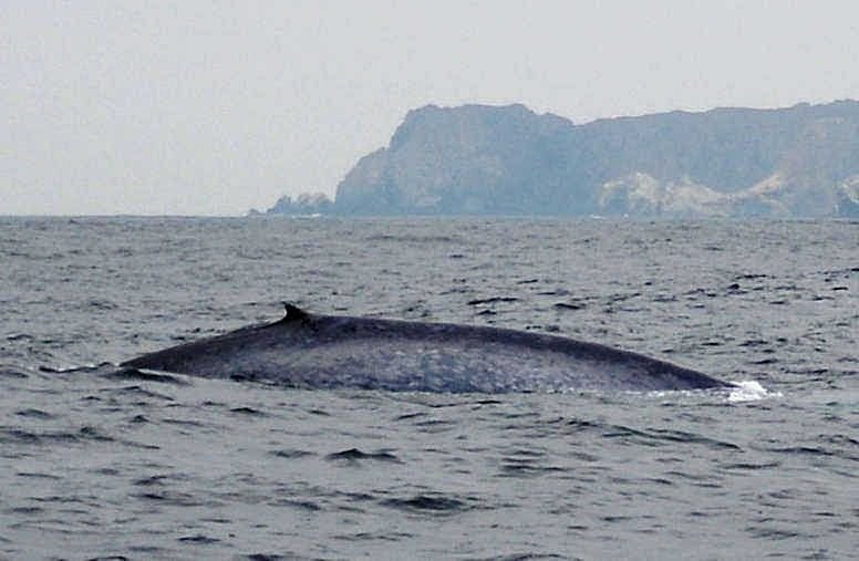 whale-caleta-chanaral.jpg