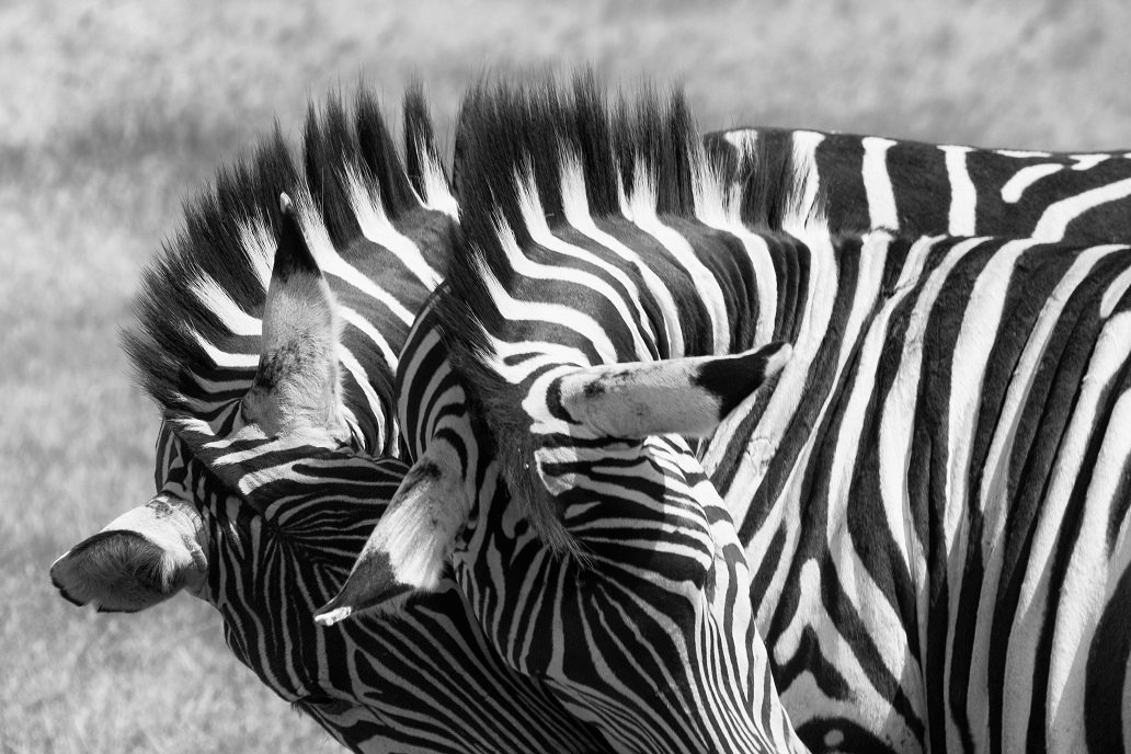 Zebra Abstract.jpg