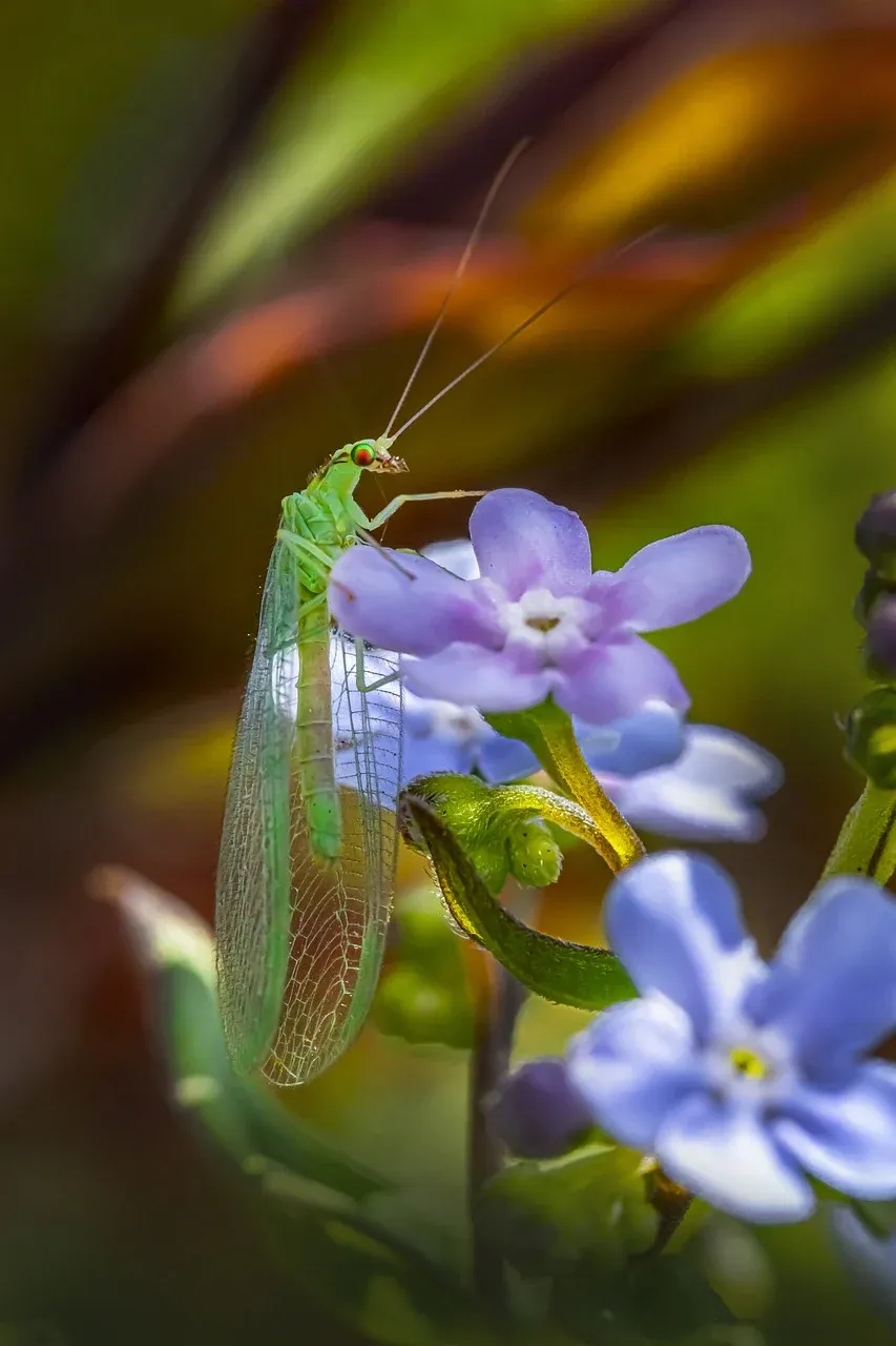 green-lacewing-7997506_1280.webp