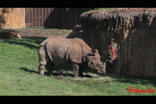Indian Rhino rhinoceros henry doorly zoo asian highlands exhibit IR0016c.gif
