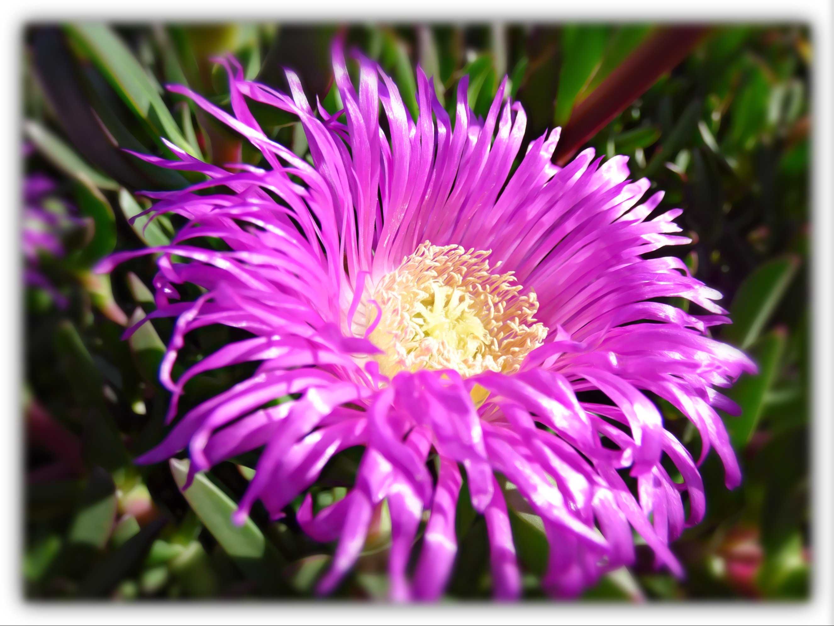 E%20F%20beach%20flower%20macro.jpg