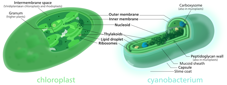 Chloroplast-cyanobacterium_comparison.png