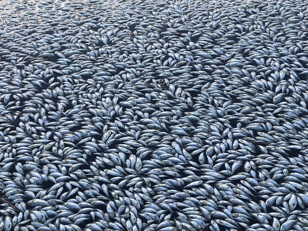 c80b3e53-72e5-48ba-91f6-278667717c6a dead fish.jpg