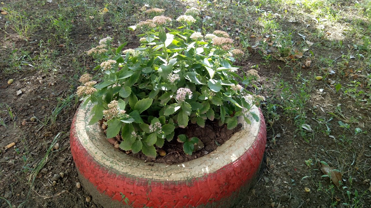 Flowerbed of old tires Flowerbed of old tires