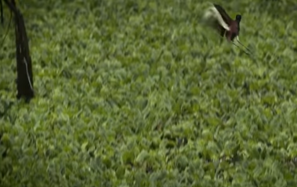06.-El-Impenetrable-aves-2.png