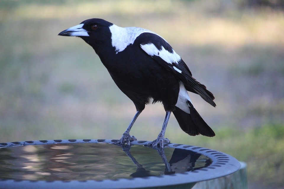 australian-magpie-2863134_960_720.jpg