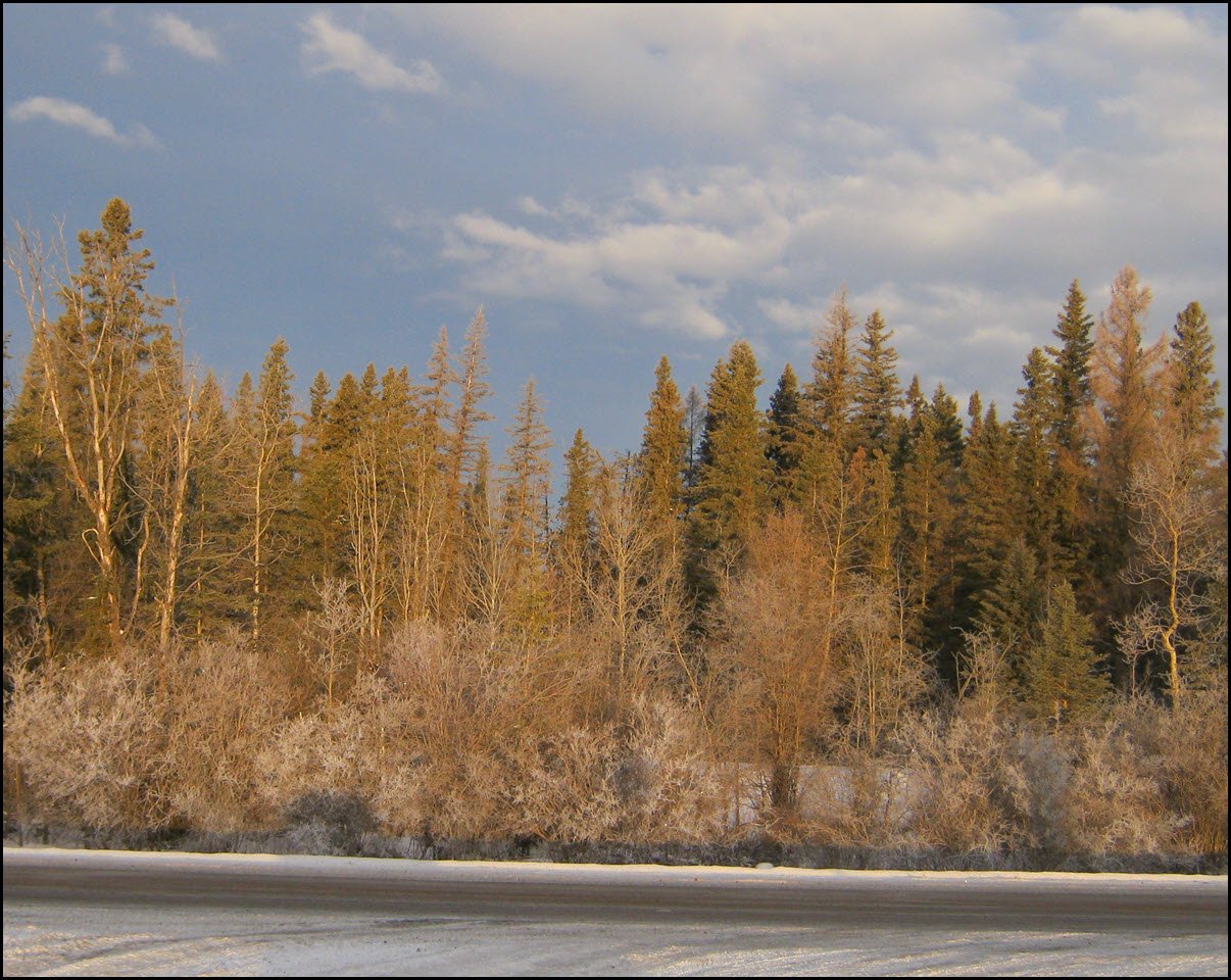 early morning light and light hoar frost scene at end of road some frosted highway.JPG