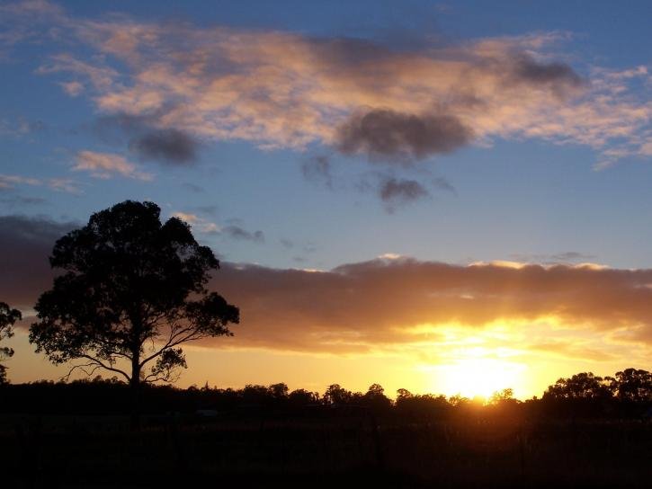 tree-at-sunrise-725x544.jpg