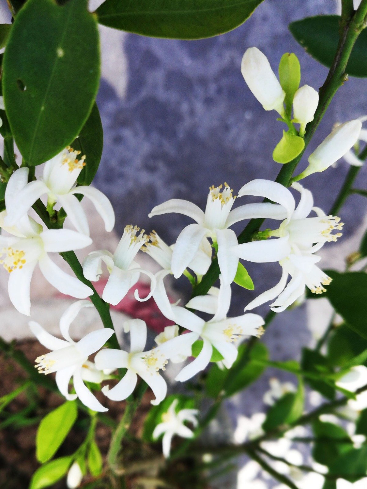 Jasmine flower plant