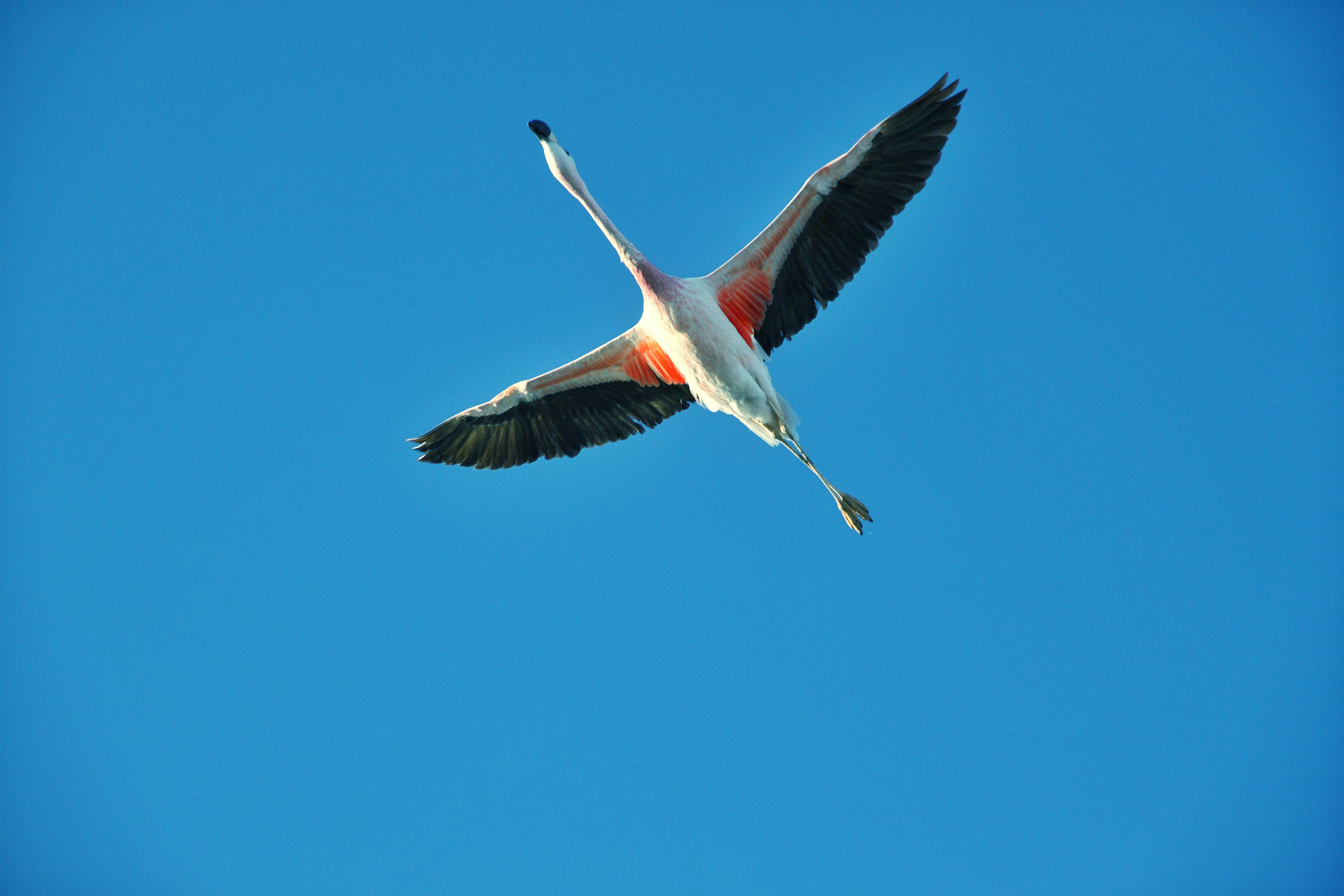 FlamingoChile @Donica.jpg