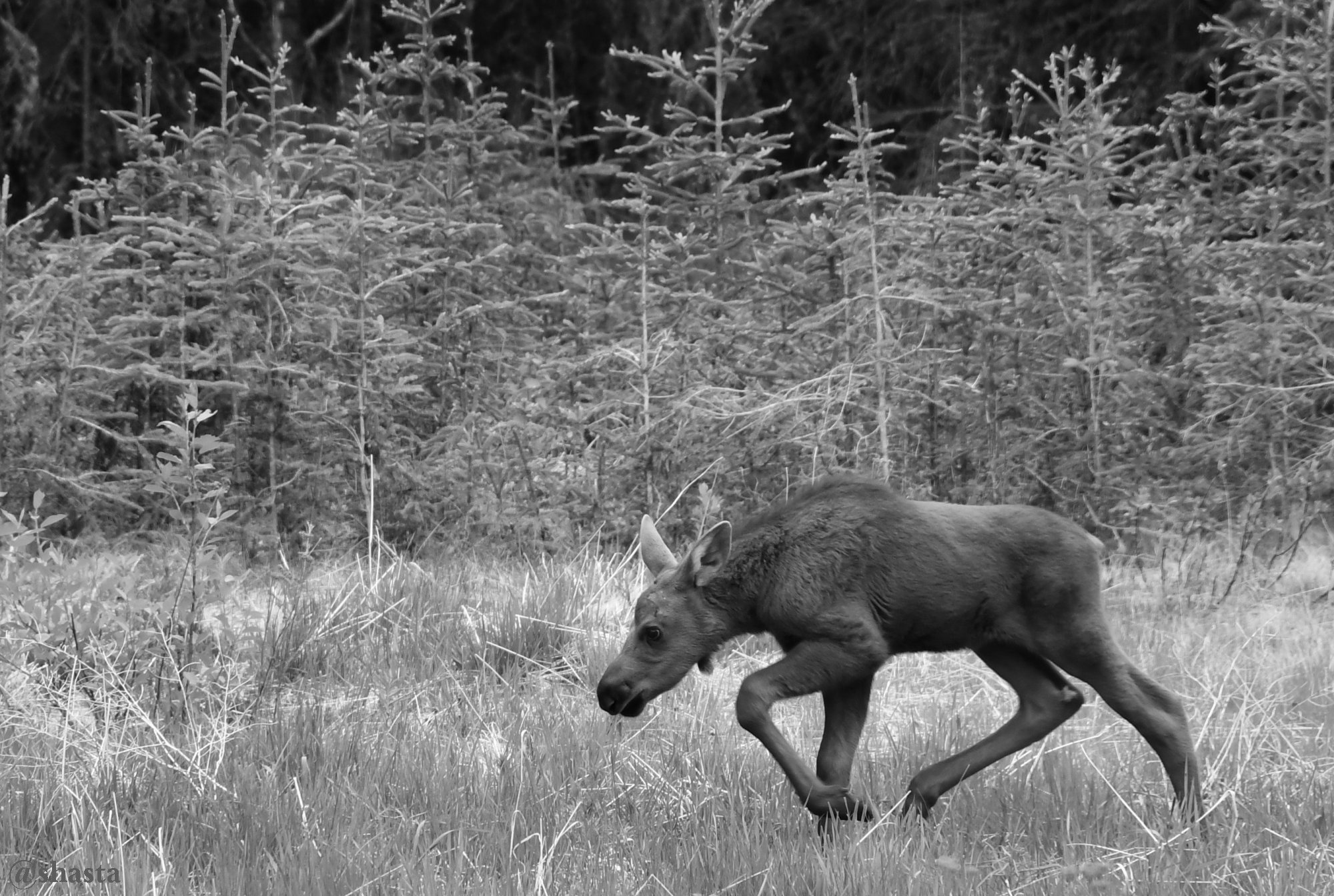 shasta2018june27th47moosecalfbw6io.jpg