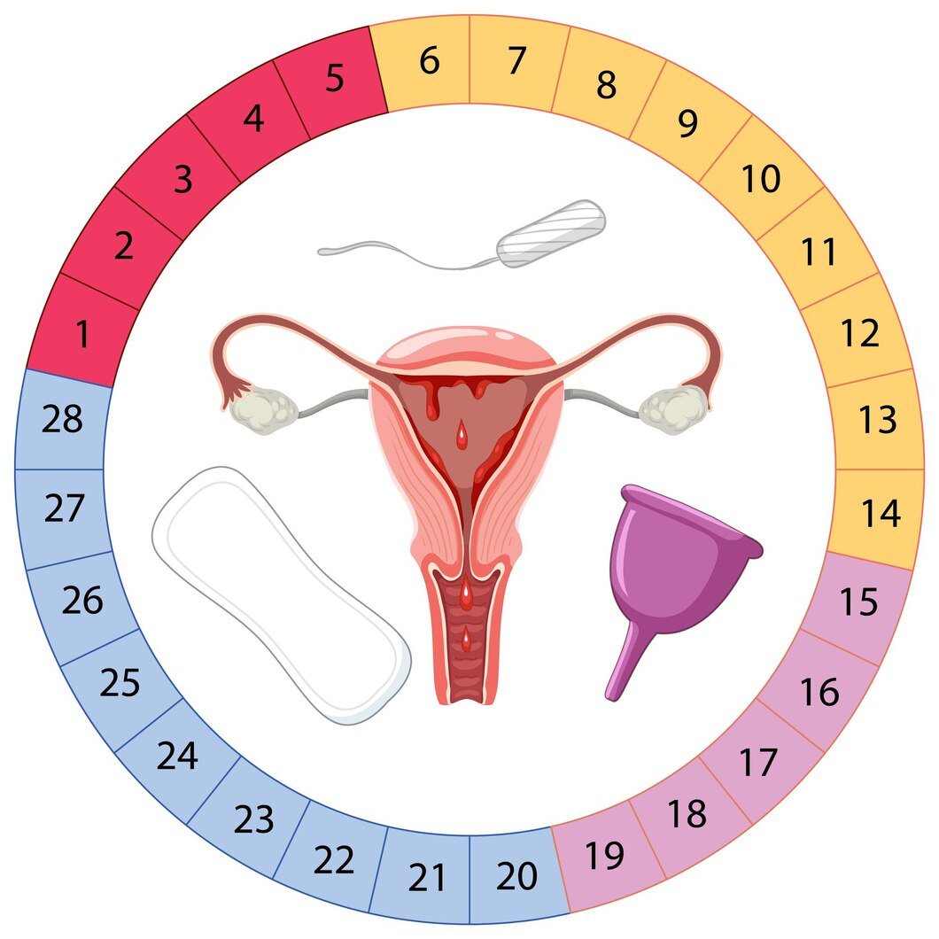 stages-menstrual-cycle_1308-134482.jpg