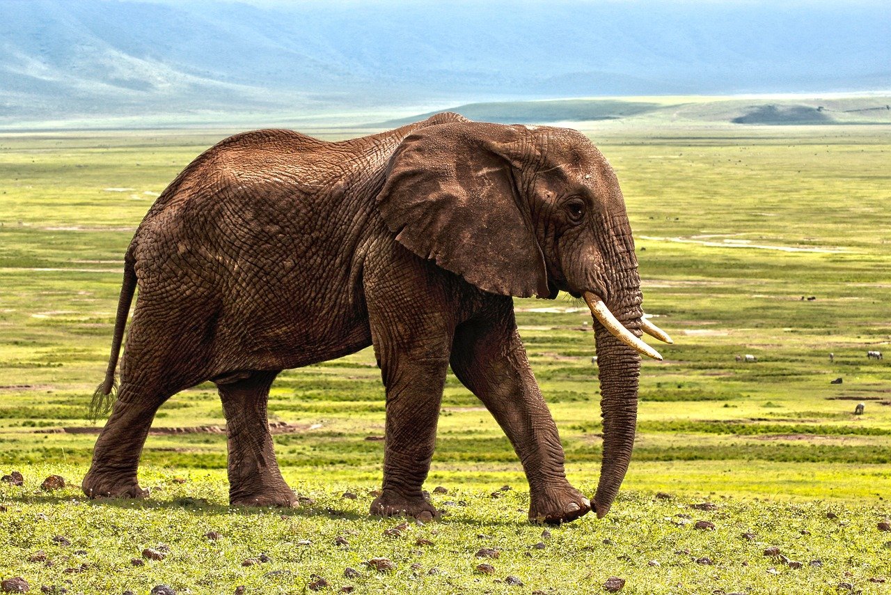 elephant-1421167_1280.jpg