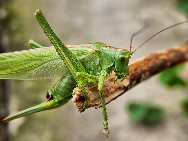 grasshopper-389279__480.jpg