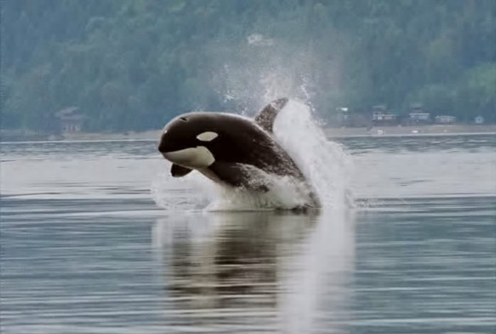 Orca_porpoising.jpg