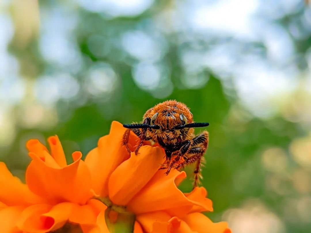 honey-bee-insect