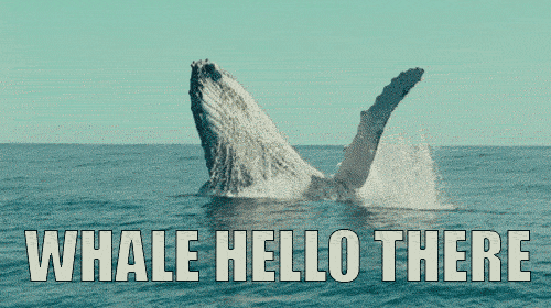 hello whale.gif