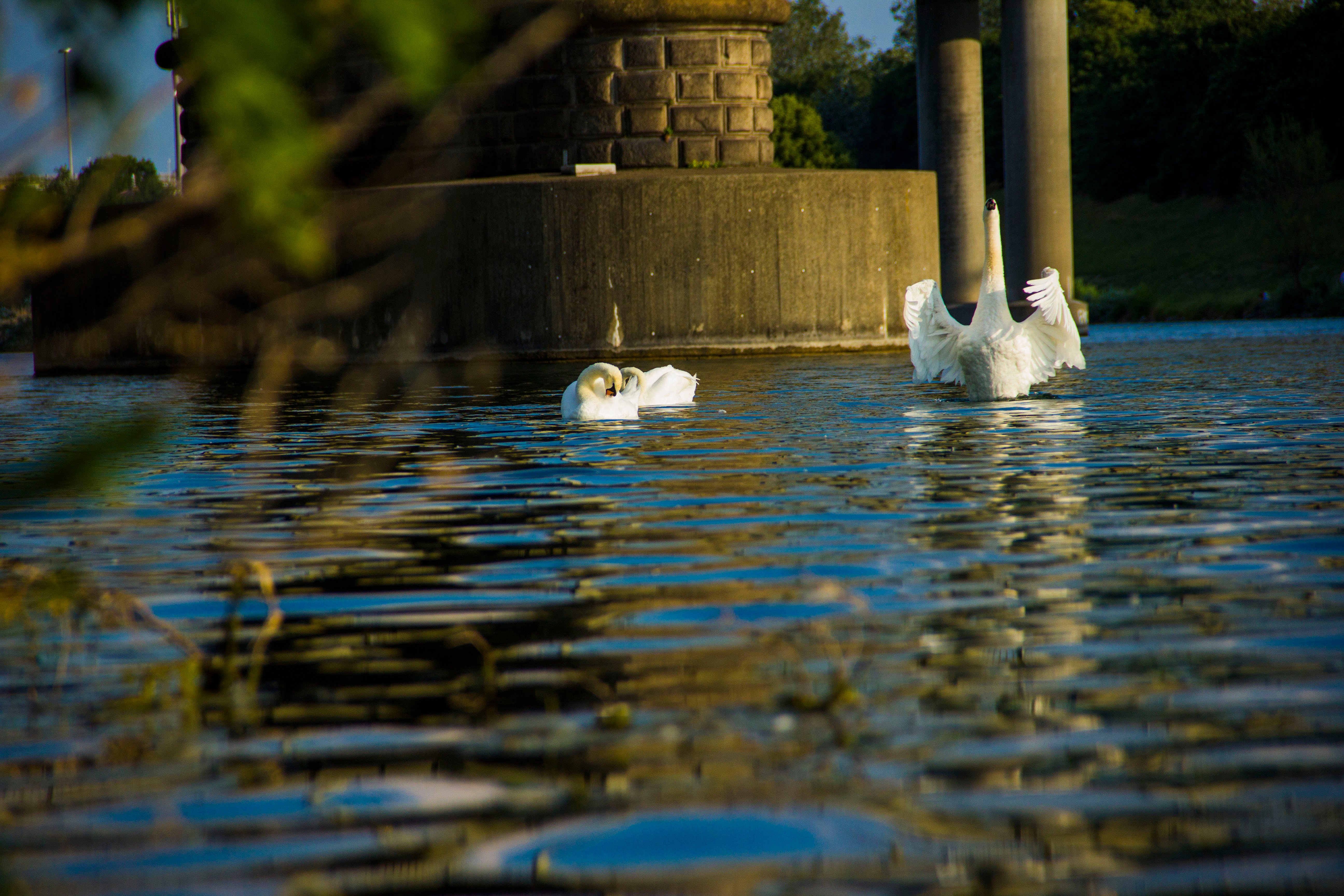 IMG_1492_swan_by_jnmarteau.JPG