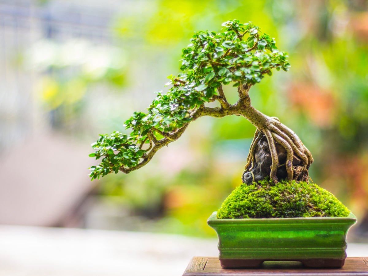 Bonsai_tree.jpg