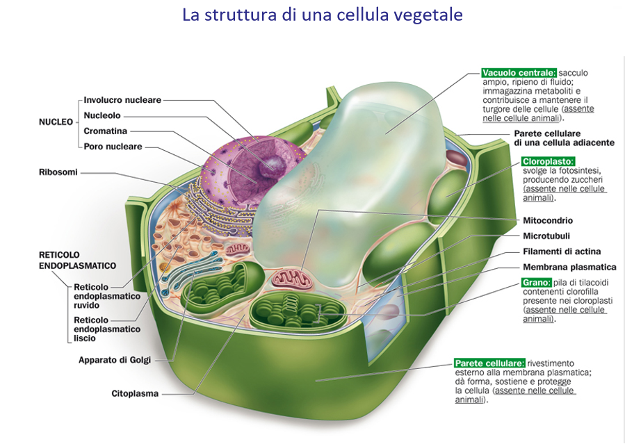 LA CELLULA VEGETALE.png