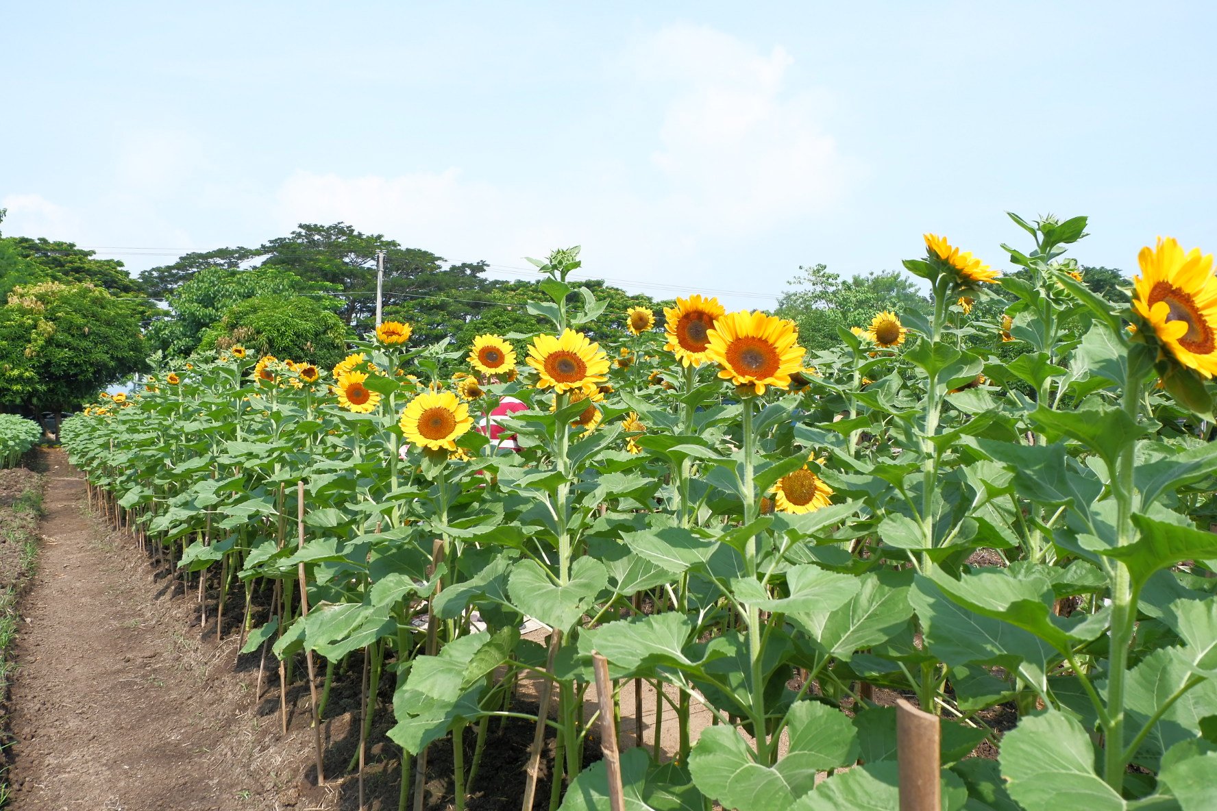 Sunflower Farm Jalajala Rizal Best Flower Site