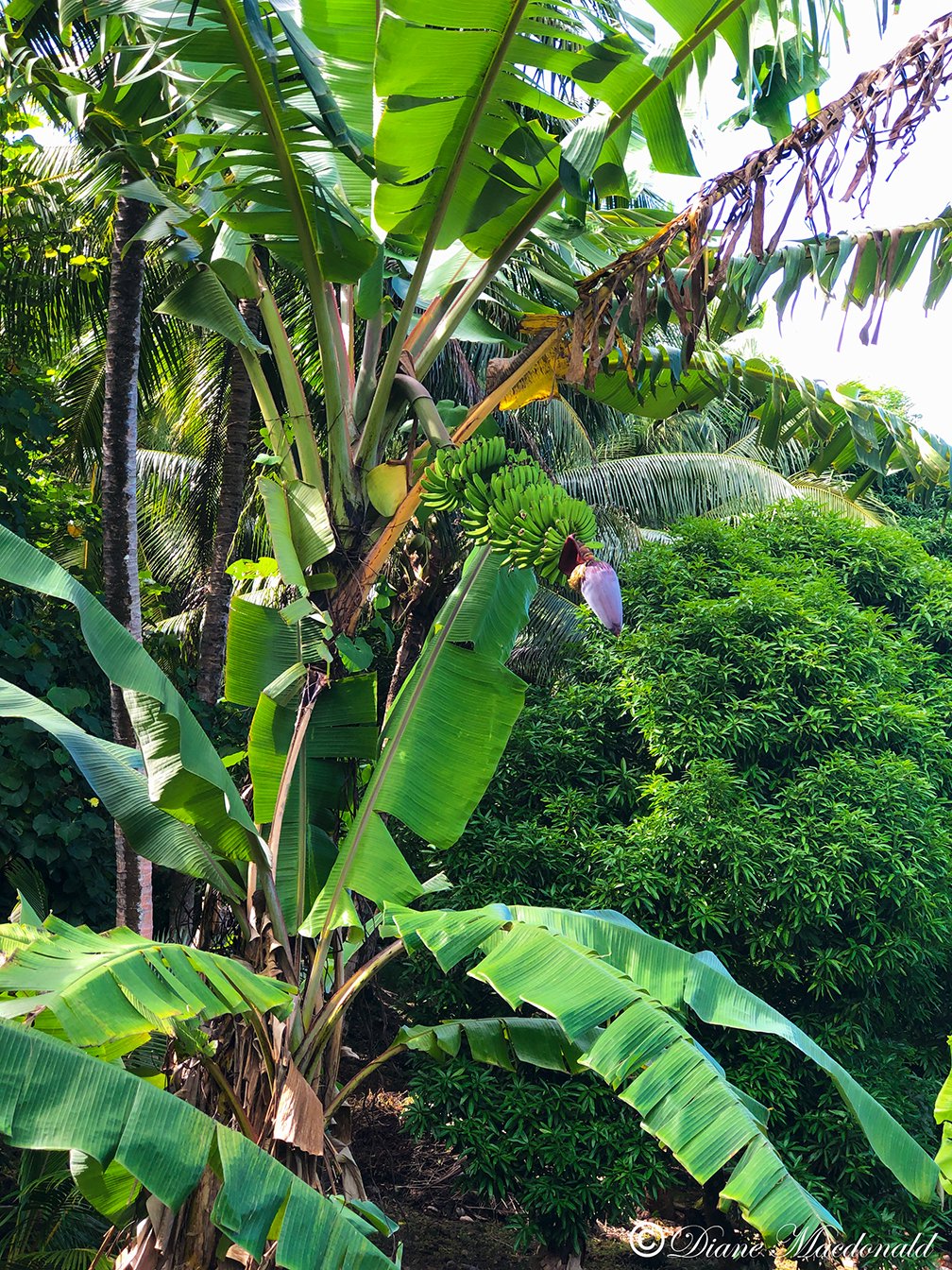 banana tree uahine.jpg