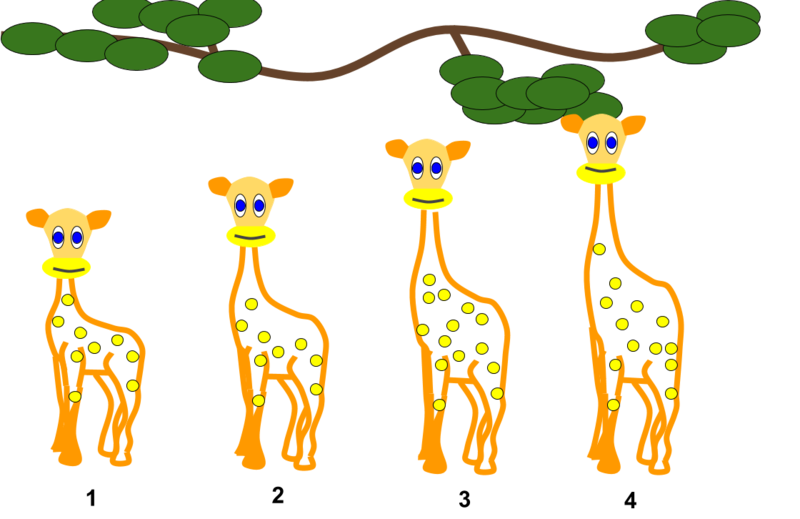 Lamarckian_inheritance-_Giraffes.png