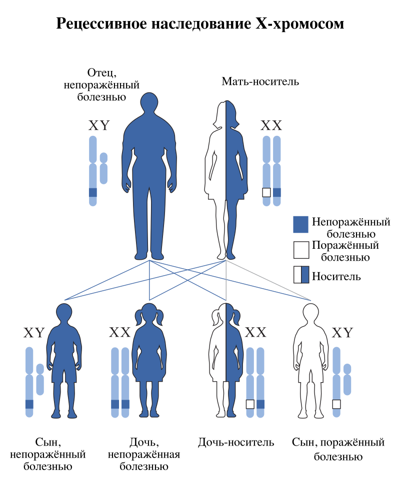 800px-X-linked_recessive-ru.svg.png