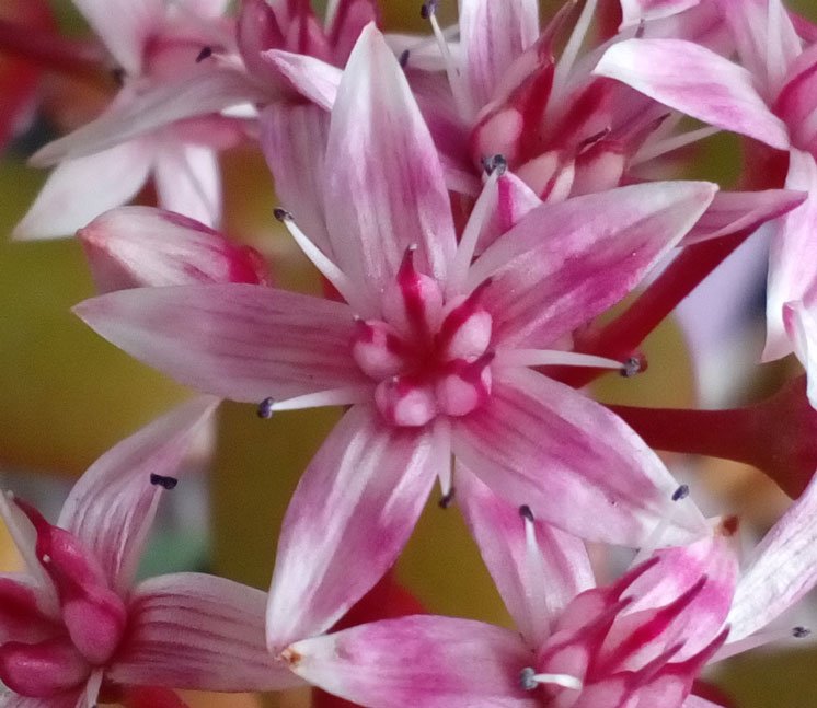 Crassula ovata pink flowers-80.jpg