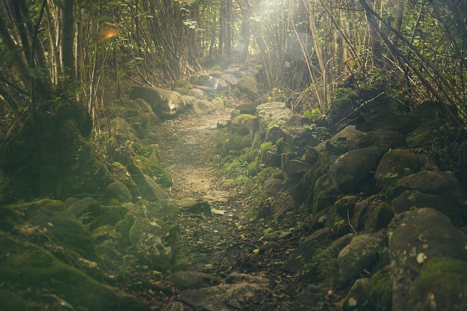 forest-438432_960_720.jpg