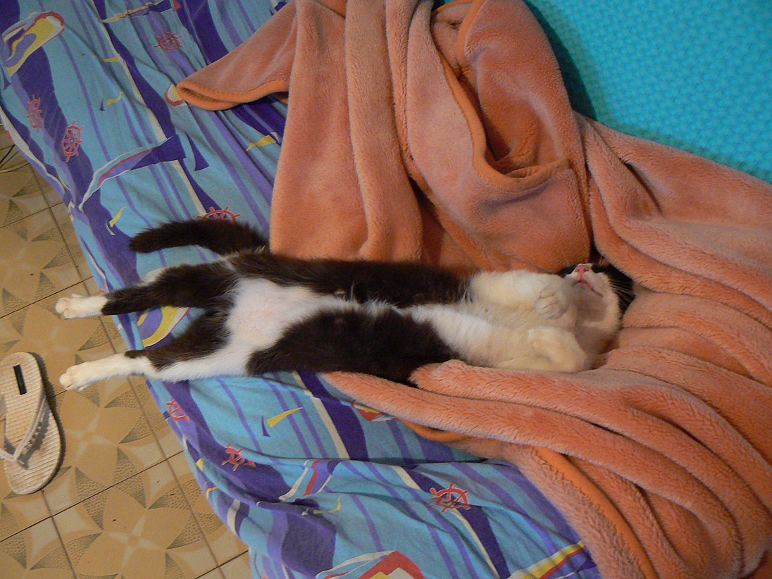 P1910264 malo.jpg
