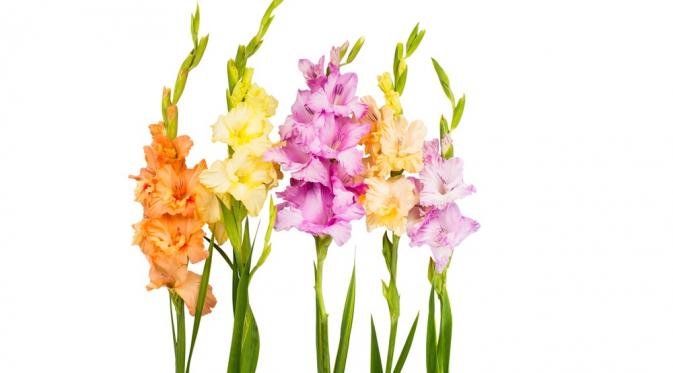 Download 640 Background Bunga Gladiol HD Terbaik