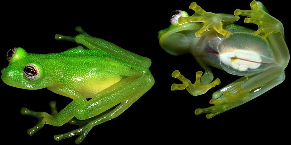 Cam Kurbağa Glass Frog (Centrolenidae) — Steemit