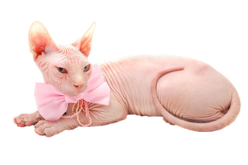 Sphynx cat is a type of cat that has very short hair u2014 SteemKR