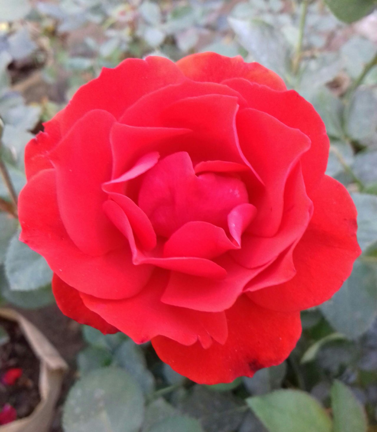 Beautiful Red Rose Photography Steempeak