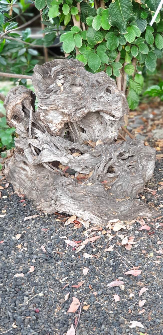 Olivenbaum Wurzel Als Garten Deko Partiko