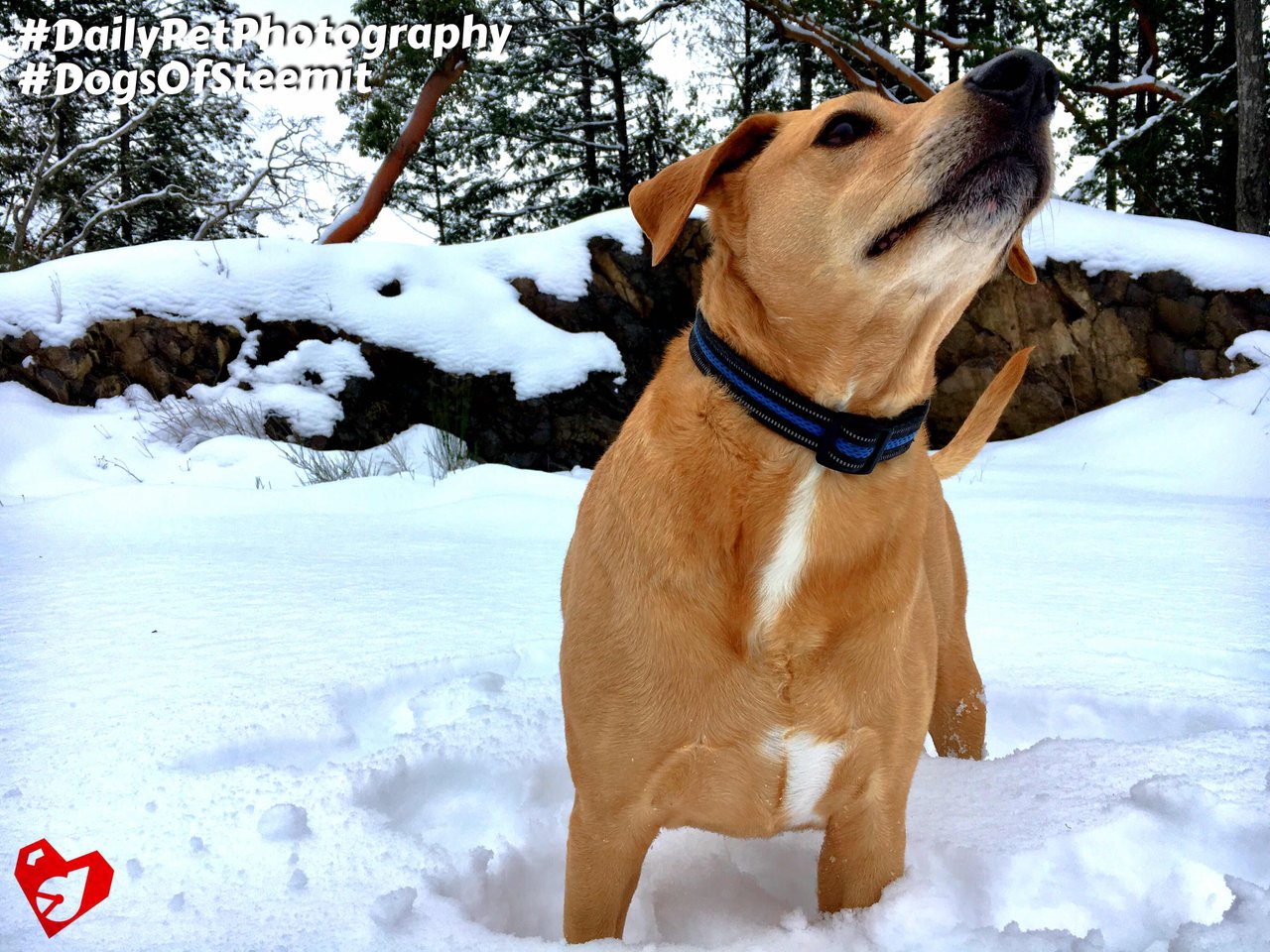 https://d1vof77qrk4l5q.cloudfront.net/img/d00k13-that-winter-clean-smell-is-overwhelming-dogsofsteemit-dailypetphotography-h4xjgoqi-1550184288008.jpg