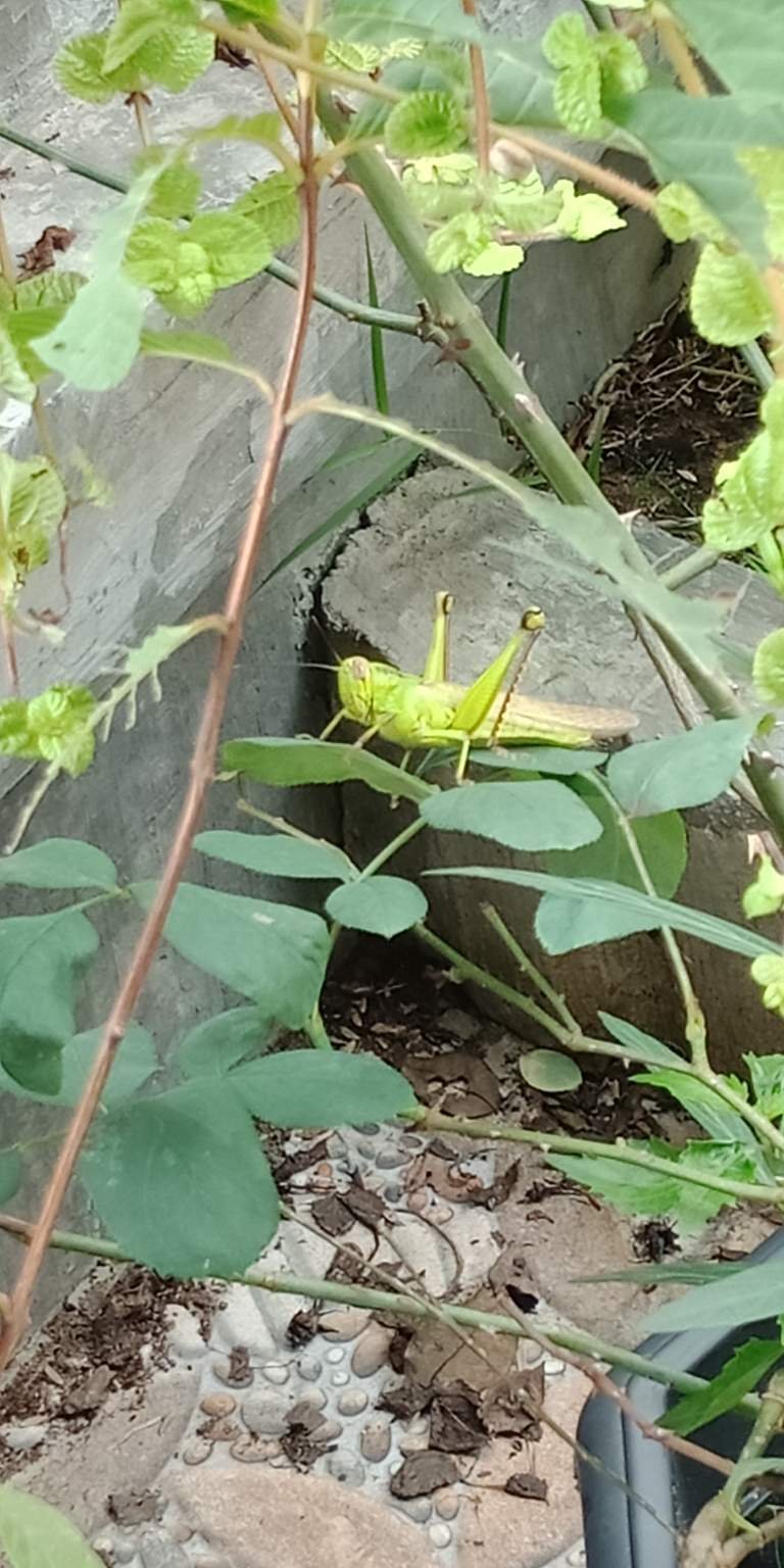 Gambar Hewan Dari Daun Yang Mudah