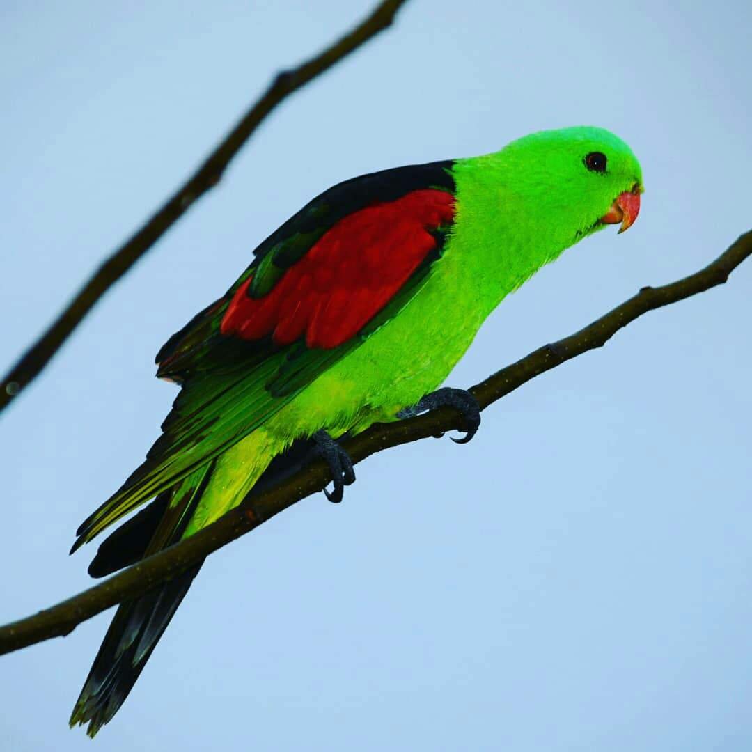 Australian Parrots