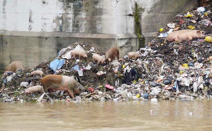 sA2D7SaDA5Los_cerdos_contaminan_el_rio_Yaque_del_Norte.jpg