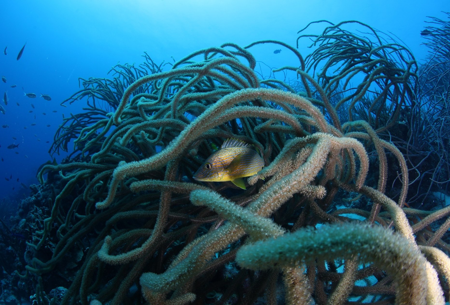 Bonaire blue