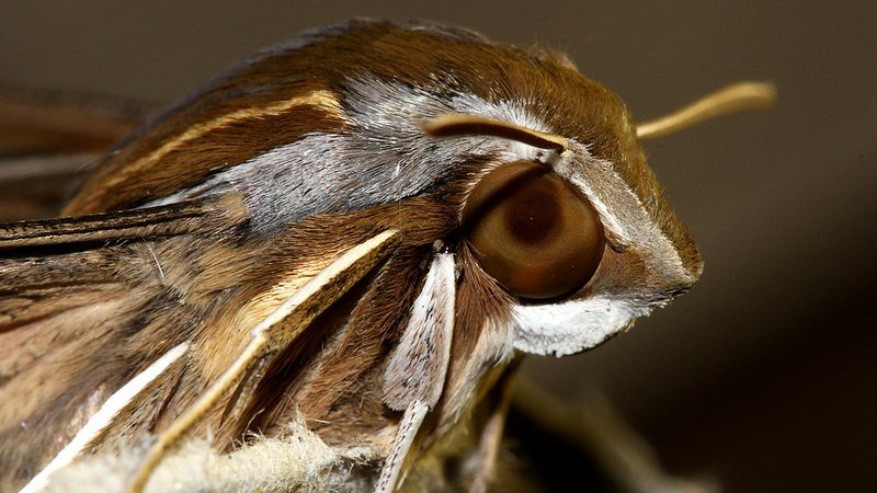 Sphingidae Hippotion celerio Round Hill Tas n3 20170316