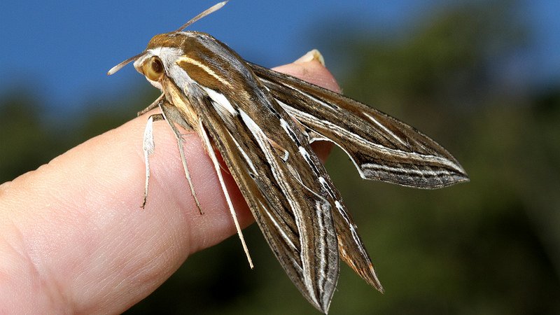 Sphingidae Hippotion celerio Round Hill Tas n1 20170316