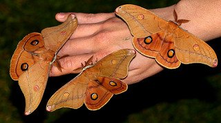 Saturniidae Opodiphthera helena BY MV 20081026