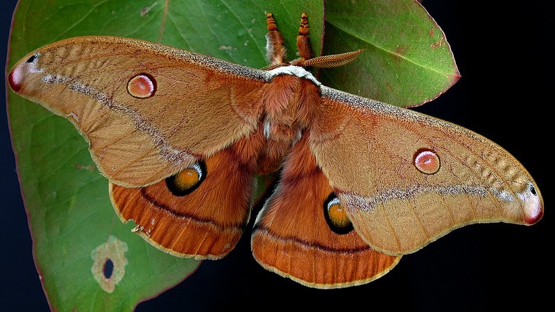 Saturniidae Opodiphthera helena BY MV n1 20061030