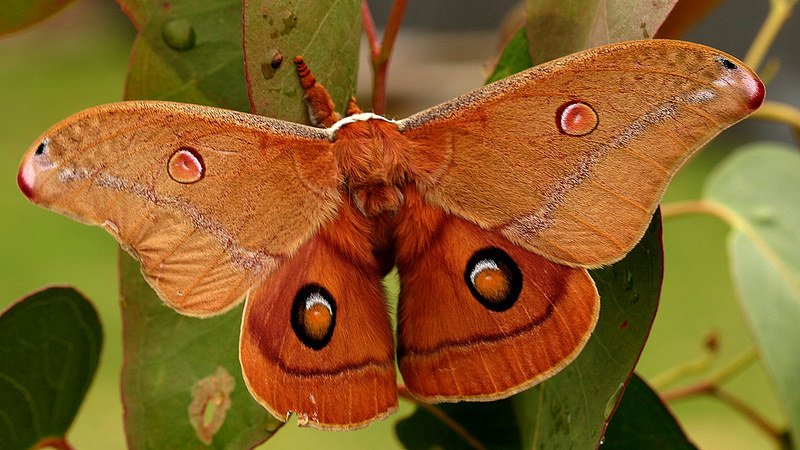 Saturniidae Opodiphthera helena BY MV n2 20061030