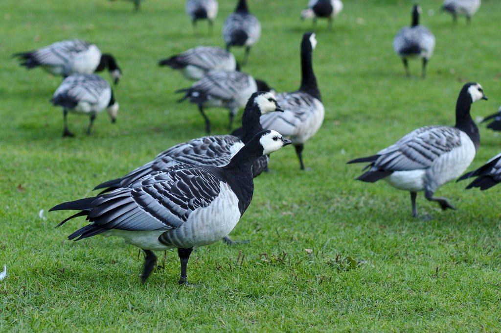 Migrating Barnacle geese