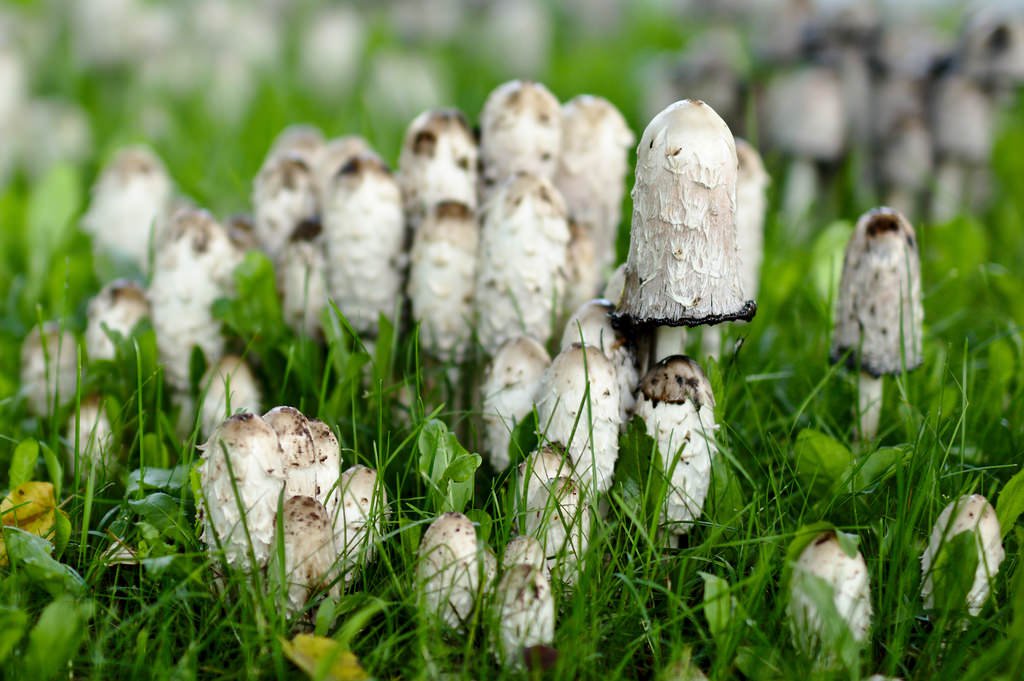 Suomumustesieni // Shaggy inkcap (80/365)