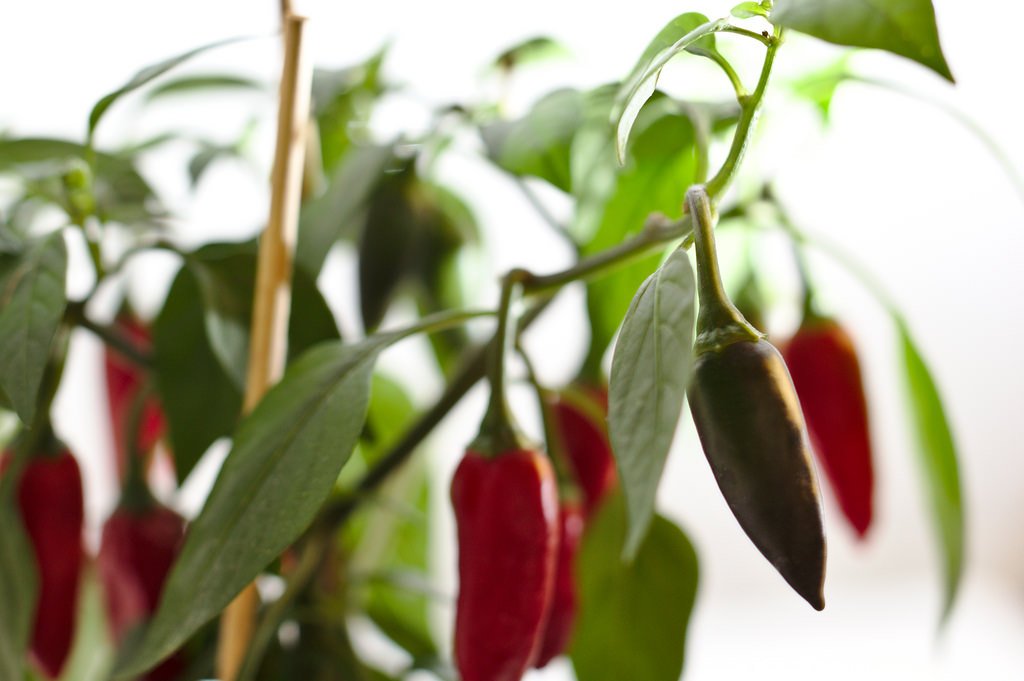 Black & Red Chili plant (78/365)