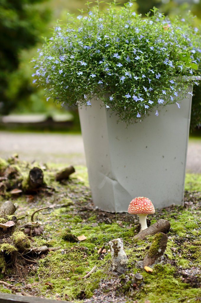 Toadstool (86/365)